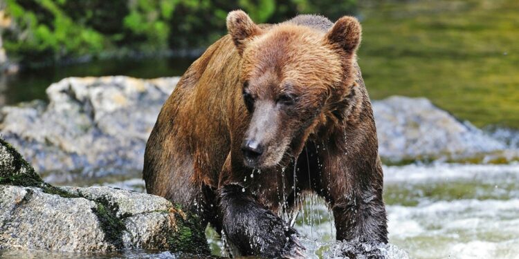 Hunter in Alaska recovering after being mauled by bear and shot amid effort to fend it off