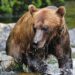 Hunter in Alaska recovering after being mauled by bear and shot amid effort to fend it off