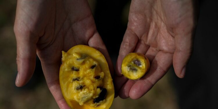 In Ohio, drought and shifting weather patterns affect North America's largest native fruit