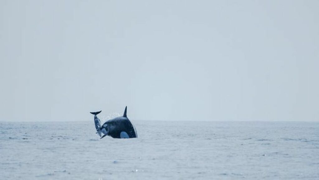 Incredible World-First Footage Shows Elusive Orcas Hunting And Eating Dolphins Near Chile