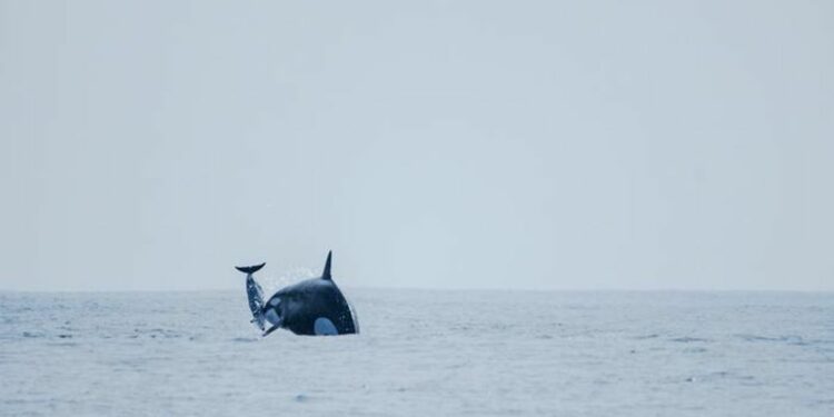 Incredible World-First Footage Shows Elusive Orcas Hunting And Eating Dolphins Near Chile