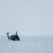 Incredible World-First Footage Shows Elusive Orcas Hunting And Eating Dolphins Near Chile