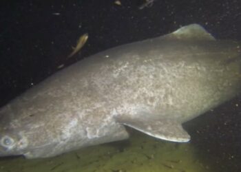 International Team of Scientists decodes the Genome of the Greenland Shark