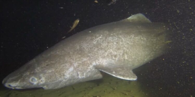 International Team of Scientists decodes the Genome of the Greenland Shark