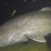 International Team of Scientists decodes the Genome of the Greenland Shark