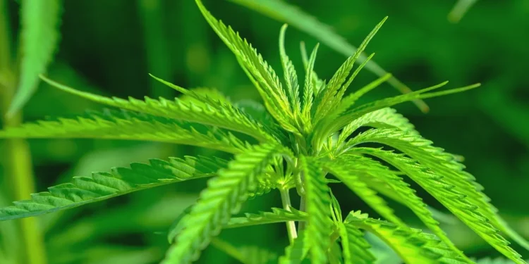 Is Legalizing Cannabis Really a Development Opportunity? Uruguay