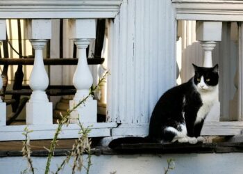 Lies about Haitians should not be used as political leverage