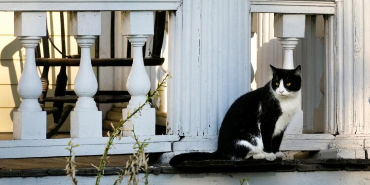 Lies about Haitians should not be used as political leverage