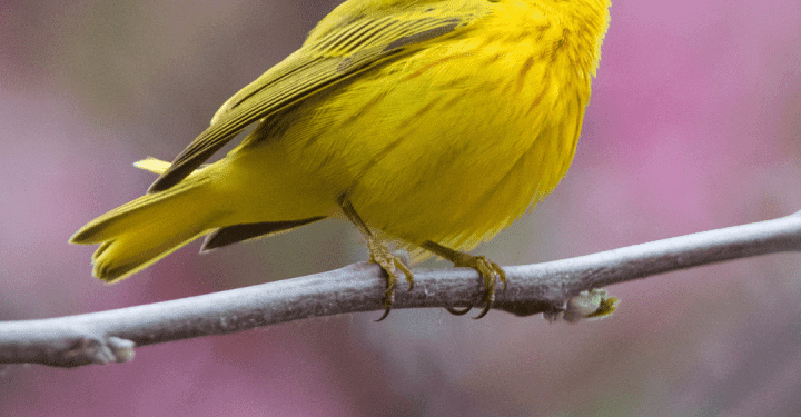 Lights Out Louisiana, help migratory birds have a safe trip south