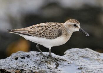 Maine Coast Mudflats on a Fall Day in Freeport