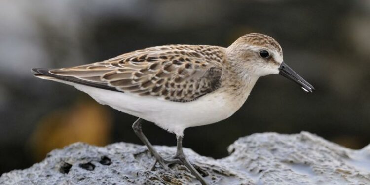 Maine Coast Mudflats on a Fall Day in Freeport