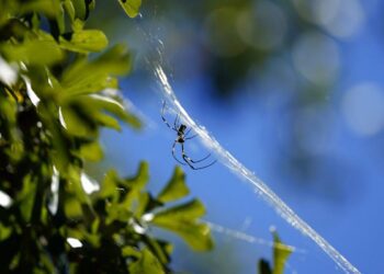 Massive, creepy spiders are getting closer and closer to NJ