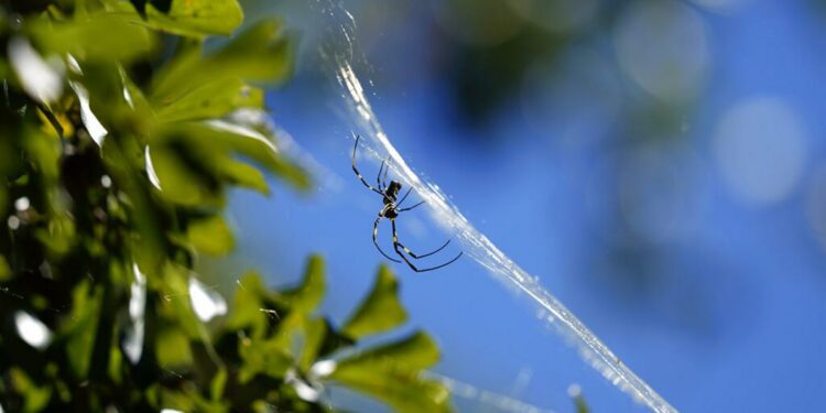 Massive, creepy spiders are getting closer and closer to NJ