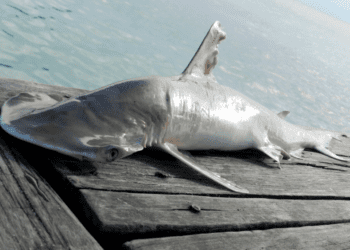 (MOTE Marine Laboratory)