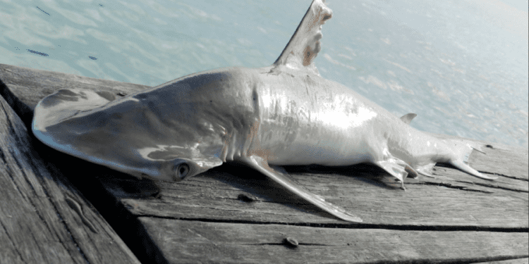 (MOTE Marine Laboratory)