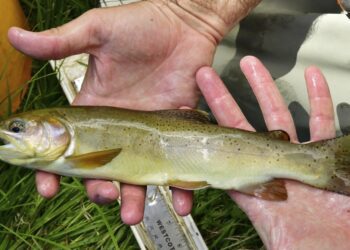 Once-endangered Apache trout species has been restored, US interior secretary says
