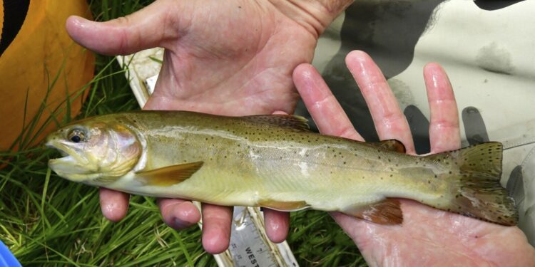 Once-endangered Apache trout species has been restored, US interior secretary says