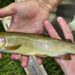 Once-endangered Apache trout species has been restored, US interior secretary says
