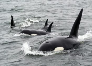 Orcas on US West Coast Prefer Salmon but Vary Their Diet