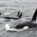Orcas on US West Coast Prefer Salmon but Vary Their Diet