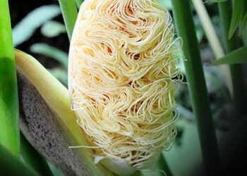Panama hat plant inspires dish at Tokyo botanical garden