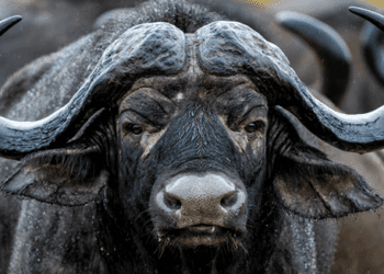 Petrobras in Talks with Exxon and Others Over Africa Exploration