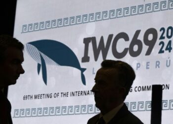The International Whaling Commission was founded in 1946 to halt and reverse declining whale numbers (Ernesto BENAVIDES)
