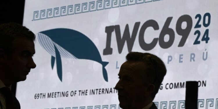 The International Whaling Commission was founded in 1946 to halt and reverse declining whale numbers (Ernesto BENAVIDES)