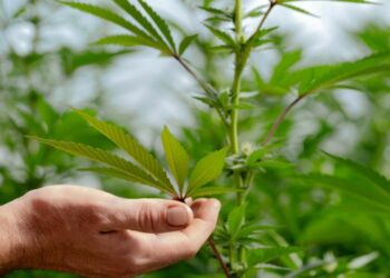 A cannabis farm in Willow Creek, California.