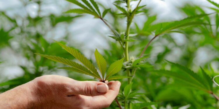 A cannabis farm in Willow Creek, California.
