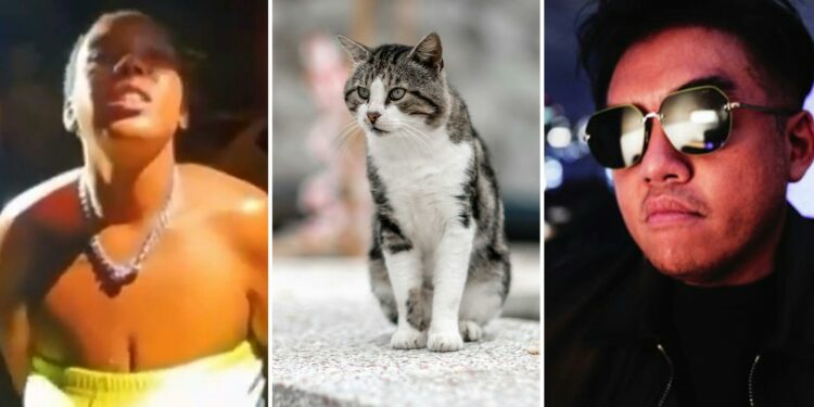 Right Blame Haitian Immigrants For Eating People's Pets