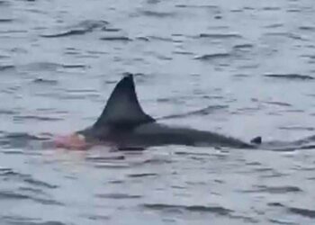 Shark killed 16-year-old high school student who was found dead by fishermen, Jamaica police say