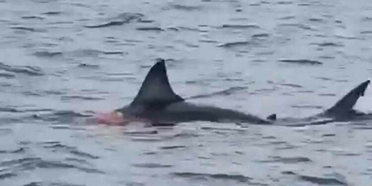 Shark killed 16-year-old high school student who was found dead by fishermen, Jamaica police say