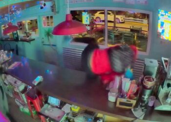 Smash-and-grab robbers hit Northwest Side businesses, including Mimas Taste of Cuba