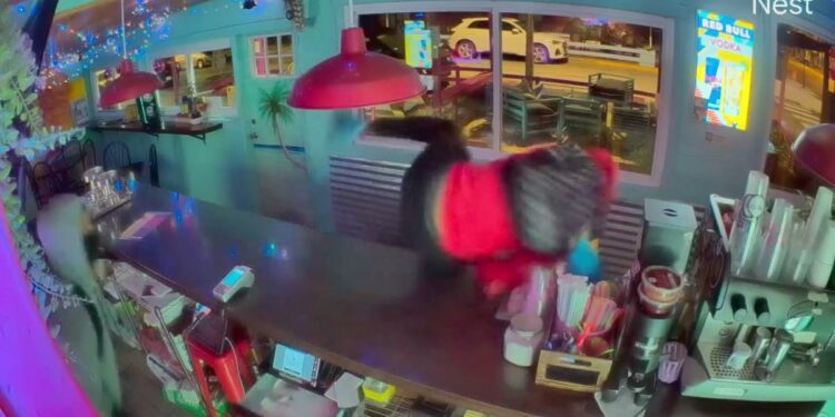 Smash-and-grab robbers hit Northwest Side businesses, including Mimas Taste of Cuba