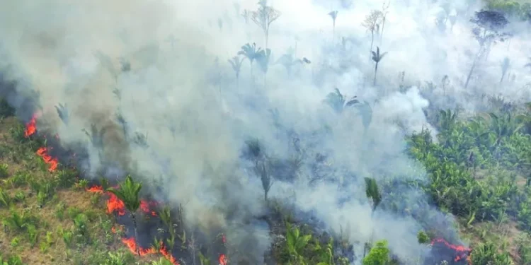 This picture taken earlier this week shows a drone view of smoke rising from a forest fire in the Amazon in an area of the Trans-Amazonian Highway BR230 in Labrea, Amazonas state, Brazil. – Reuters