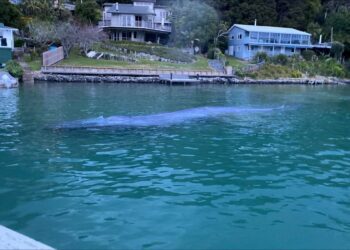 South Atlantic Whale Sanctuary Plan Blocked at Int’l Meeting