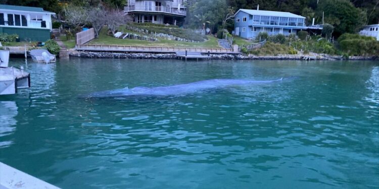 South Atlantic Whale Sanctuary Plan Blocked at Int’l Meeting