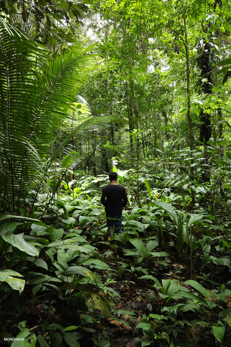 An indigenous Tikuna man in the Amazon rainforest in Colombia. Image by Rhett A. Butler/Mongabay.