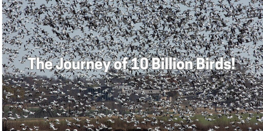 The Journey of 10 Billion Birds