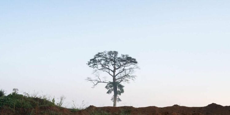 The carbon market’s quest to overcome its last big hurdle