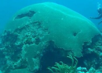 The natural beauty of T&T