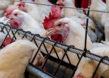 Staffing agencies servicing Perdue Farms and Tyson