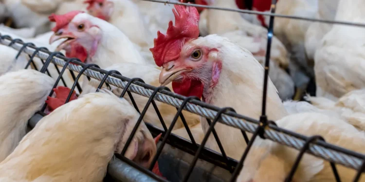 Staffing agencies servicing Perdue Farms and Tyson