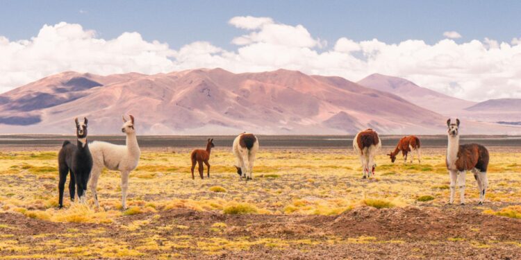 The perfect holiday in the driest place on Earth