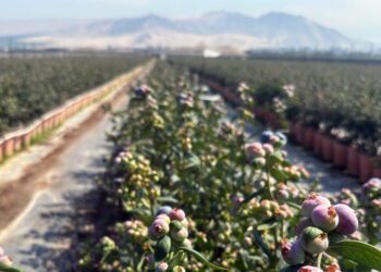 The sweet story of Peru’s blueberry boom