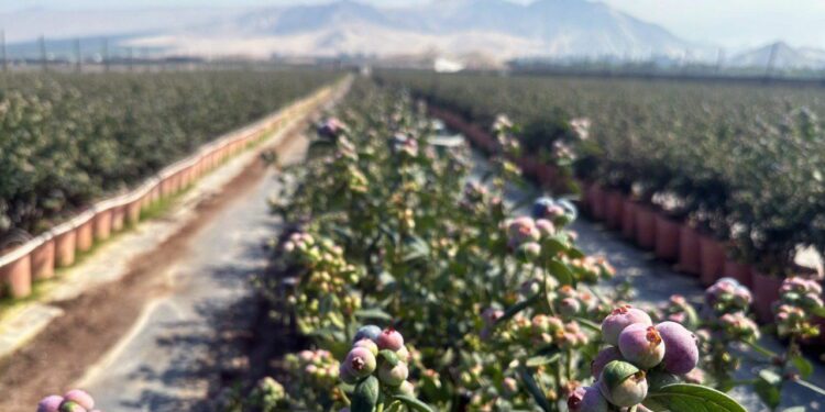 The sweet story of Peru’s blueberry boom