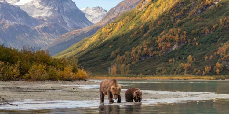 This Remote National Park in Alaska Has a Grizzly Bear Camp — Here's What It's Like to Spend the Night