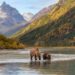 This Remote National Park in Alaska Has a Grizzly Bear Camp — Here's What It's Like to Spend the Night