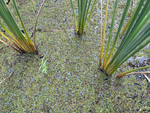 Giant Salvinia